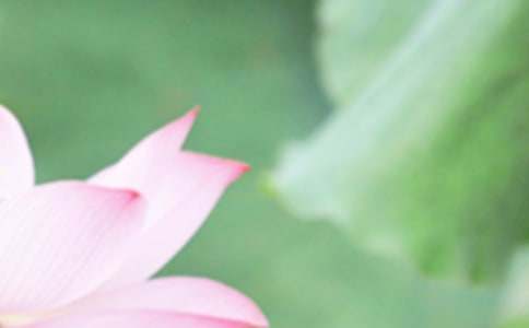 最新的夏至问候语