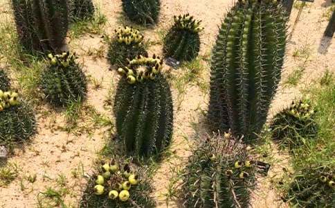 仙人掌小学作文