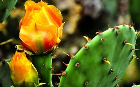 ����������(�Ƽ�)