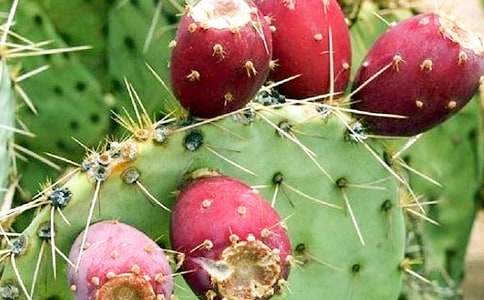 ���������Ļ��(15ƪ)