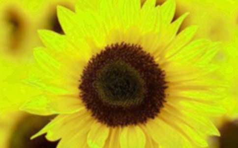 【必备】向日葵小学作文四篇