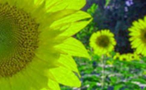 ���տ�����