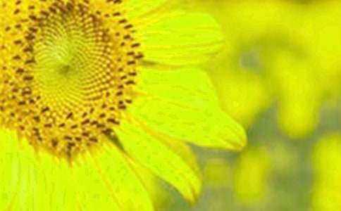 ���տ�����