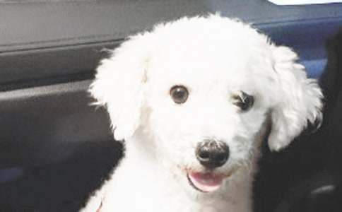 С��Сѧ����[��]