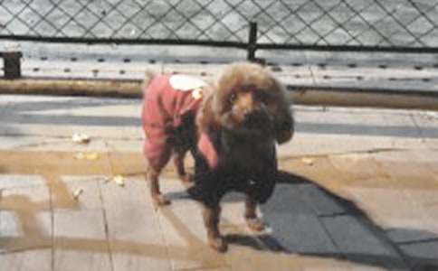 精选小学生可爱的小狗作文三篇