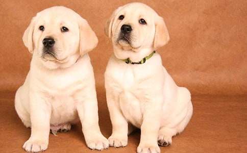 ����ѡ��Сѧ���ɰ���С�����Ļ����ƪ