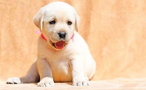 Сѧ���ɰ���С������5ƪ