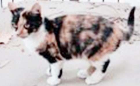 �й�Сè��Сѧ����