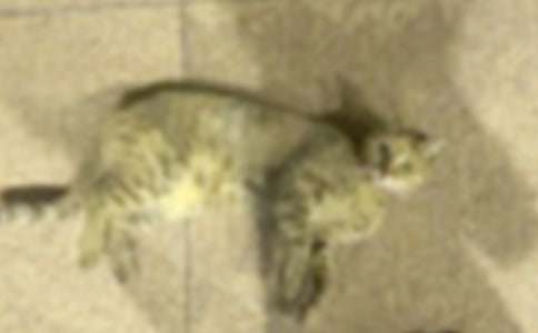 дСè��Сѧ����