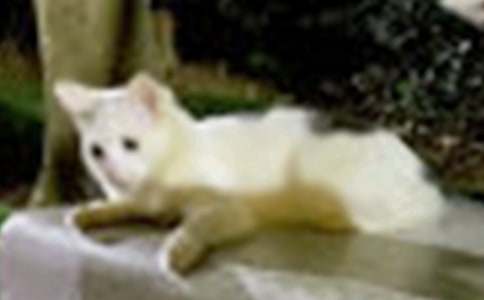 ����ѡ��СèСѧ����300����ƪ