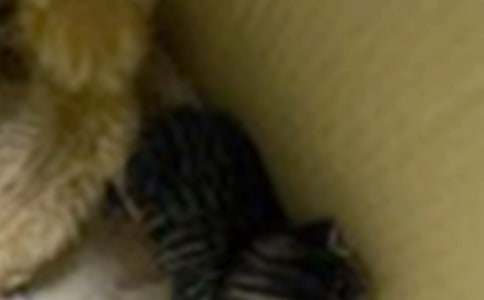 ���ر���СèСѧ����300����ƪ