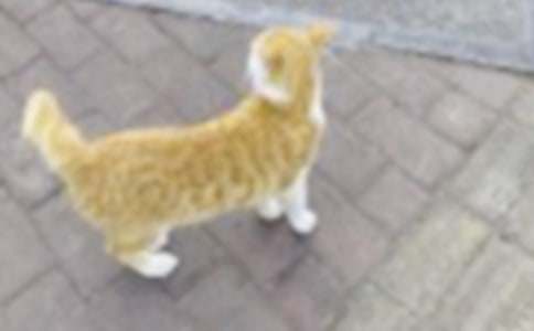 ��ʵ�á�Сѧ��Сè���Ļ��10ƪ