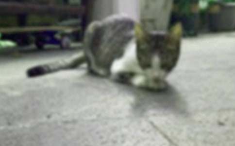 �����š�Сè��Сѧ����