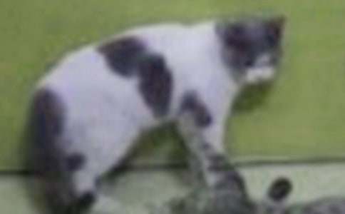 СèСѧ����