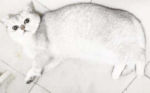 我家的小猫小学作文