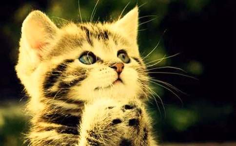 ����СèСѧ����300�ֽ�����ƪ