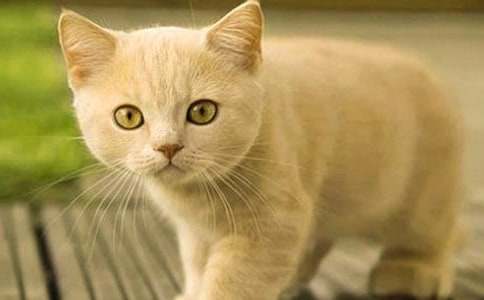 ��ʵ�á�Сѧ��Сè����300�ֺϼ���ƪ