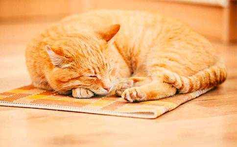 ��Ȥ��СèСѧ����