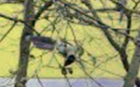 ������Ի����С��ĸ�