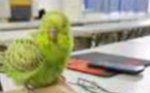 两只小鸟小班教案