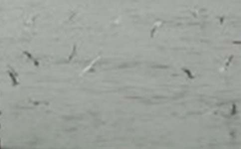 С��ͯ�����µ����Ĵ�ȫ(2ƪ)