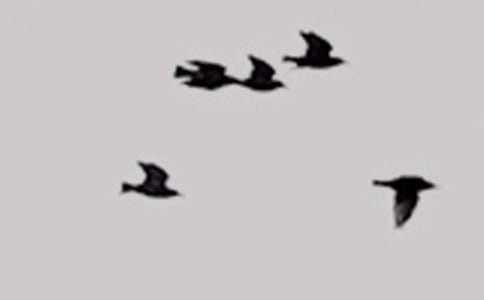 �ɰ���С��-С�������ļ���