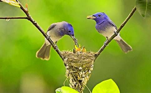 ����С����������