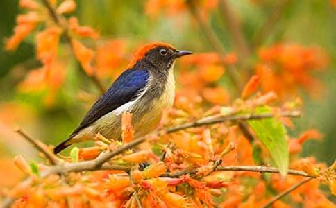 小班歌唱活动《两只小小鸟》教案