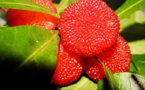 《我爱故乡的杨梅》优秀教案(通用10篇)