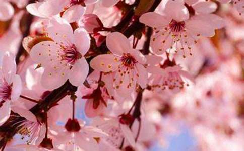 �ۺ�ӣ������