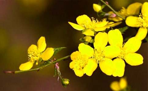 《美丽的迎春花》教案