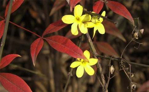 (�ر�)ӭ��������15ƪ