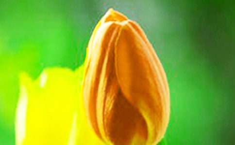 郁金香花的花语是什么