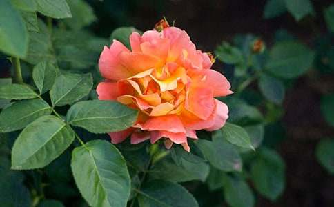 �����¼����ı���