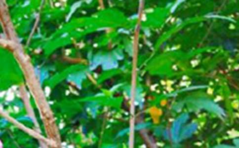 2023�꾫ѡ���õ��簲QQף����ϼ�63��