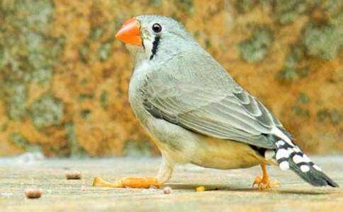 珍珠鸟读后感集锦15篇