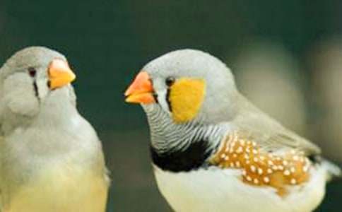 《珍珠鸟》教案