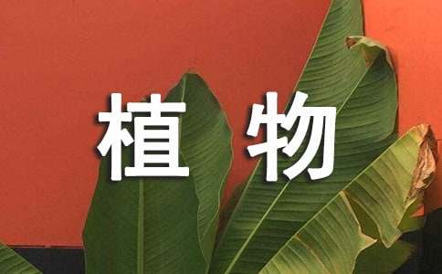 《植物的光合作用》教案