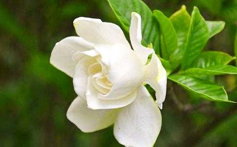 ��ɫ���ӻ��Ļ���Ԣ�����-�ʻ�����