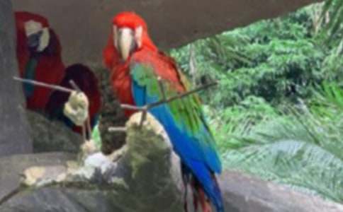 ����Сѧ����