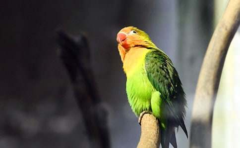 ���Ķ������ģ���ѡ15ƪ��