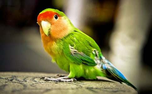 ĵ����������