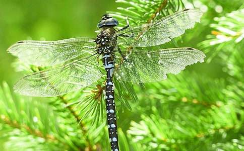 《捉蜻蜓》教案