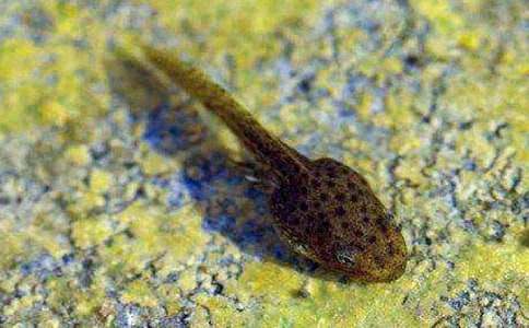 ץ������ľ�Ʒ��15ƪ��