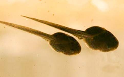 С������ģ�����