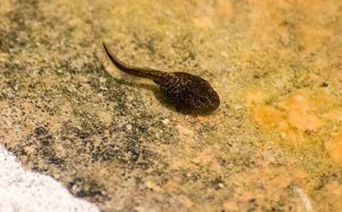 小班故事小蝌蚪找妈妈教案(精选6篇)