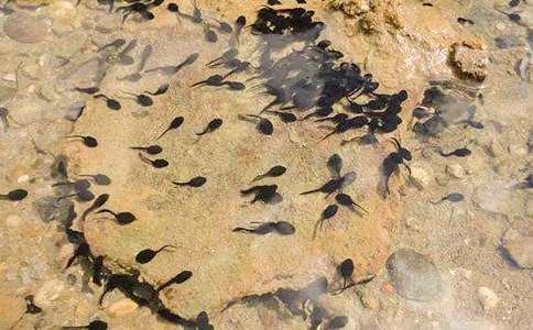 ����ѡ��С���������̰���ƪ