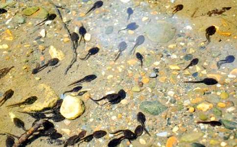 С���������̰�����8ƪ