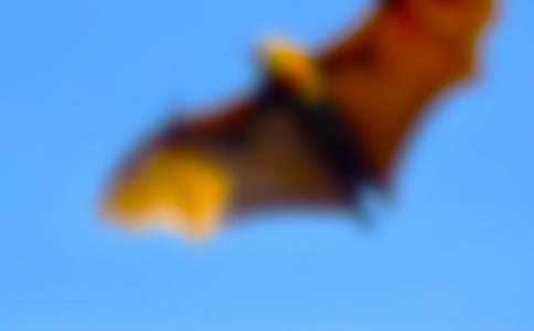 《蝙蝠和雷达》教案15篇