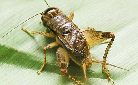 ��ʵ�ã��󰻹������